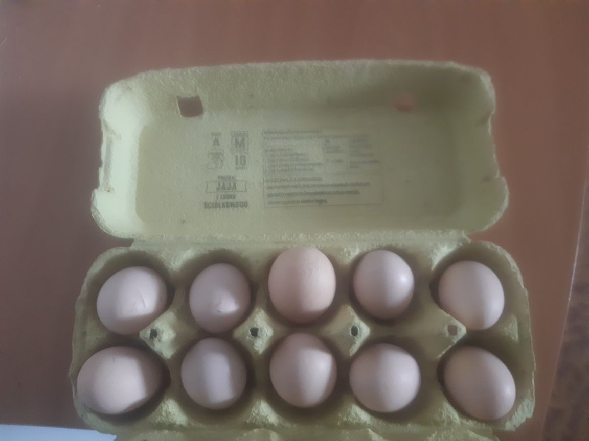 11 szt Jaja lęgowe kur Silka świeżo zbierane z mojego stadka kurek