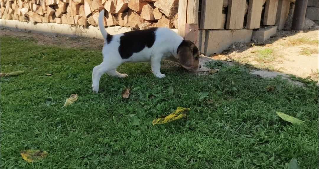 Szczeniak Beagle