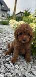 Pudel TOY red Piesek Teddy