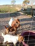 Casal cabritos Boer | PUROS
