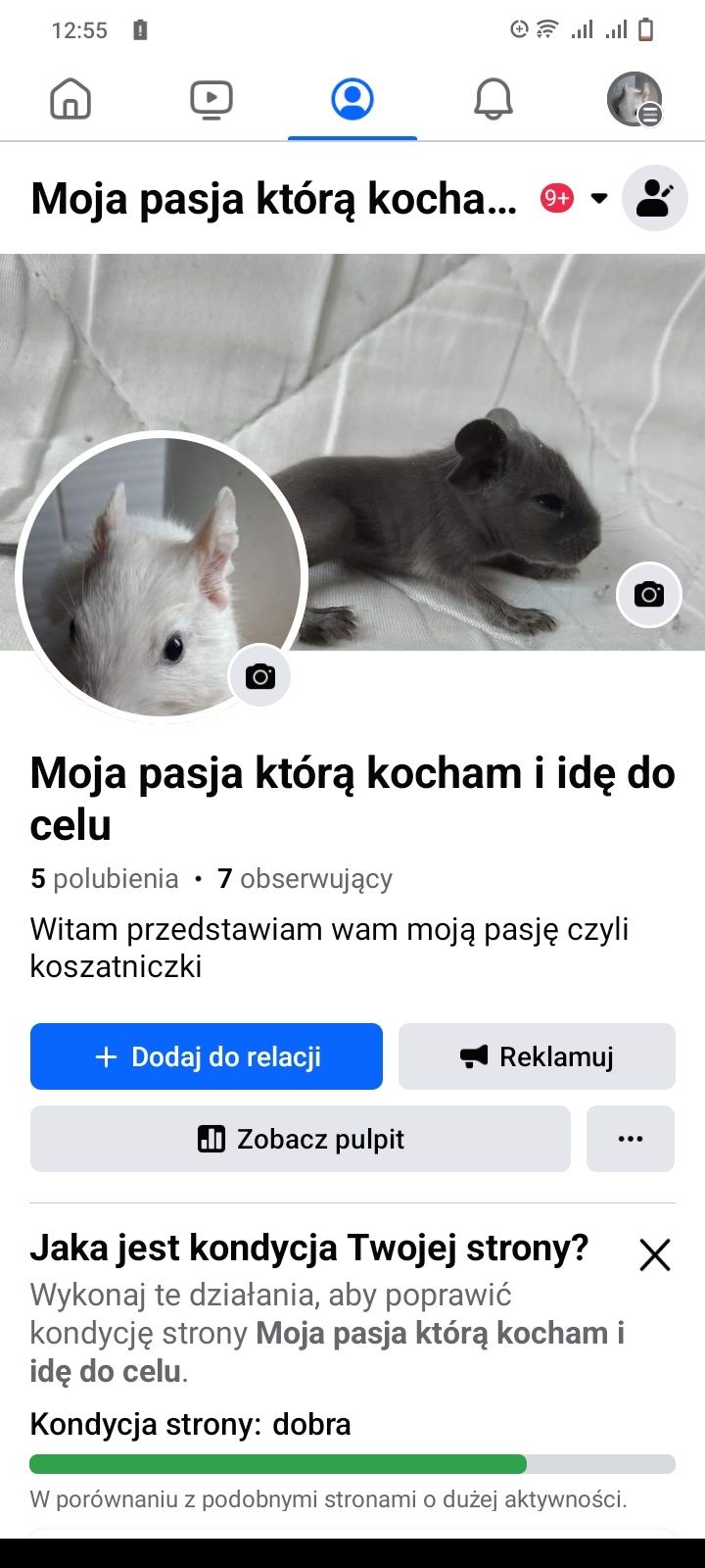 Koszatniczki różne kolory i ceny