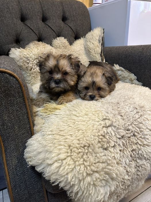 Shorkie york &shih tzu piesek