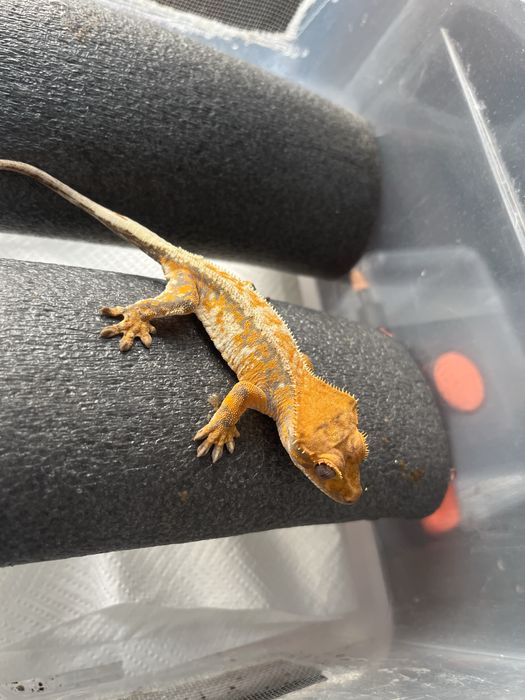 Gekon orzesiony warszawa