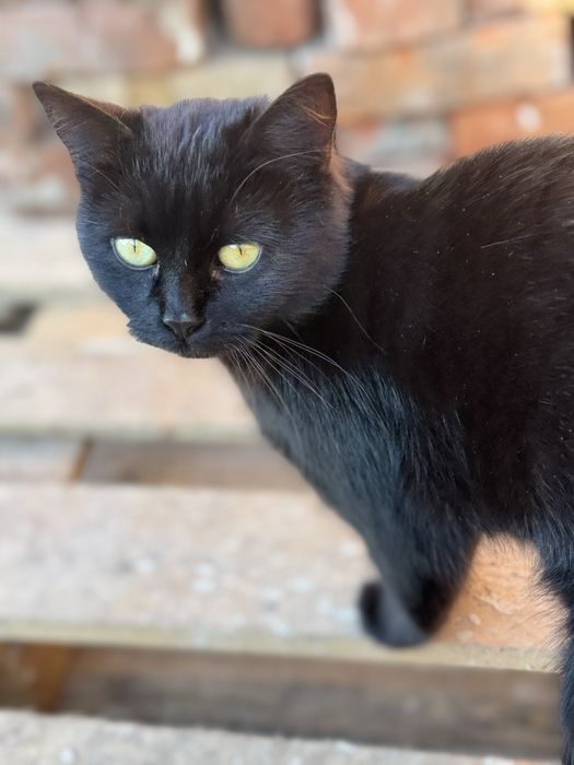 Терміново киця шукає дім