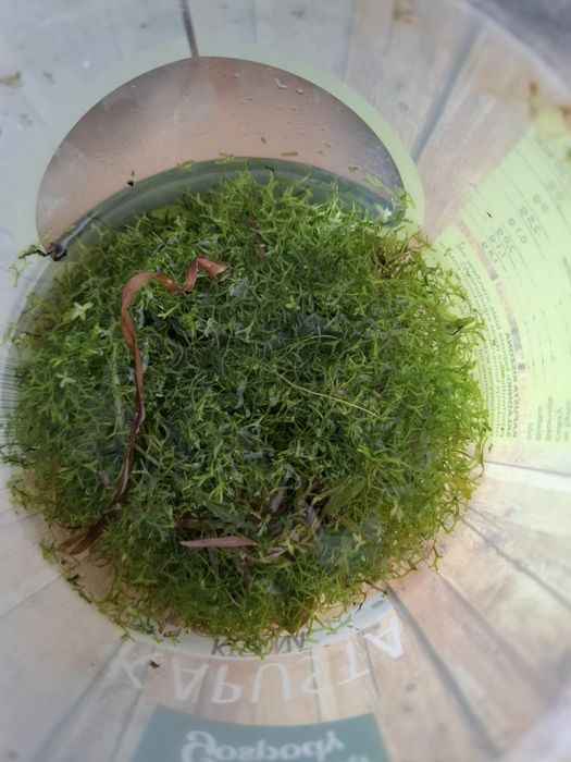 Wgłębka/riccia do akwarium