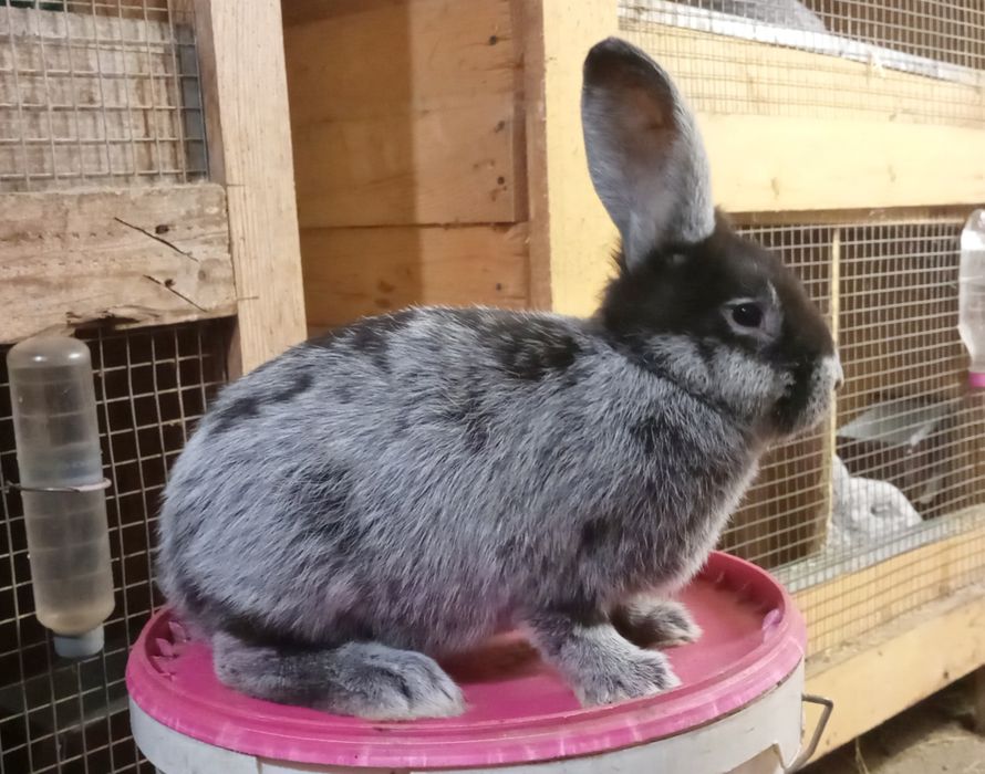 Три місячні самцв породи велике світле срібло.