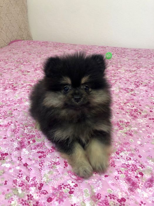 Lulu da Pomerânia Macho Mini