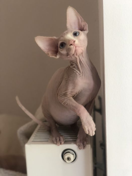 Котенок мальчик канадик