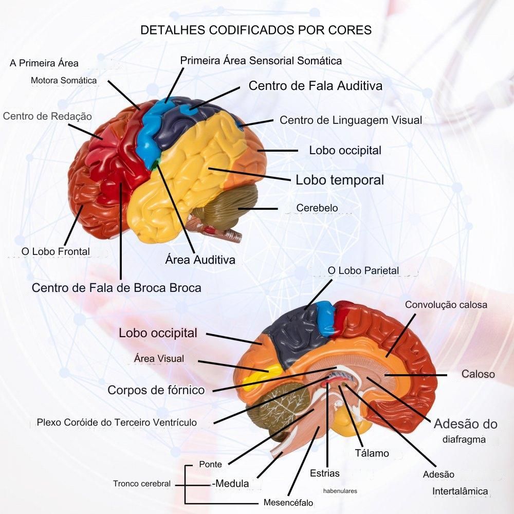 Modelo de Cérebro Humano Anatômico em 2 Partes