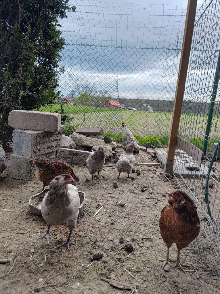 Araucana Jaja lęgowe