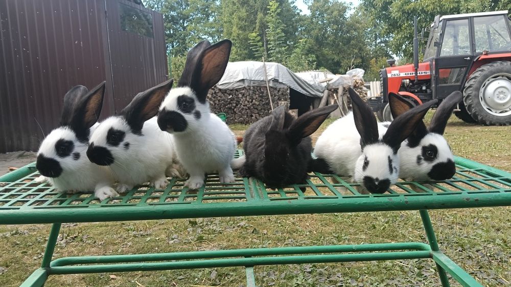 Sprzedam króliki OSC