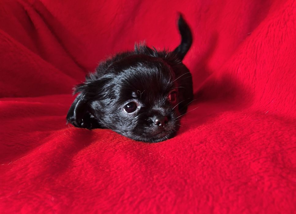Zarezerwowana Czarna suczka chihuahua