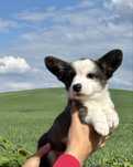 Welsh corgi cardigan - szczeniak