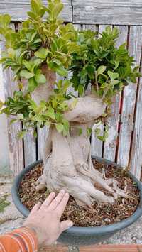 Vendo bonsai de fícus retusa