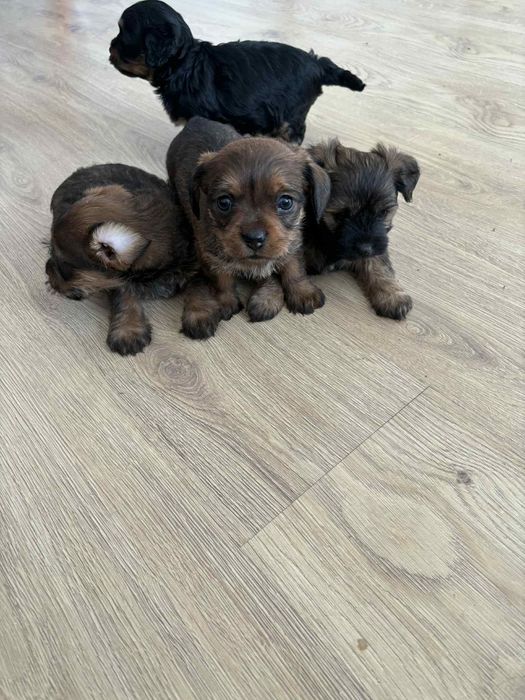 Szczeniaki 2 miesięczne