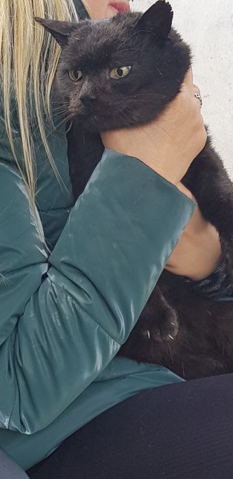 Oddam kota do adopcji