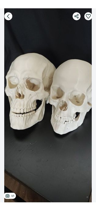 Modele 3d wydruki czaszki