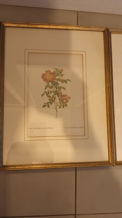 Komplet 4 obrazów z roślinami