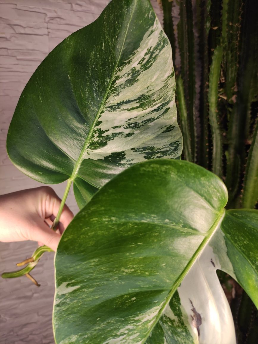 Monstera Variegata SZCZYT 26