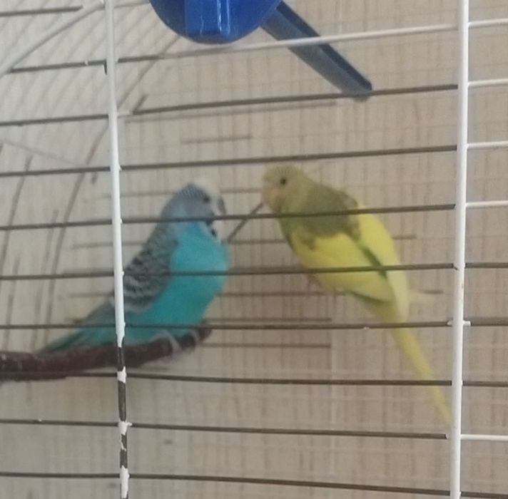 Домашние питомцы собственного разведения