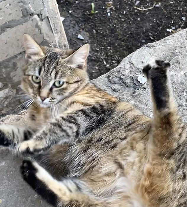 Котенок девочка полосатая трехцветная серая