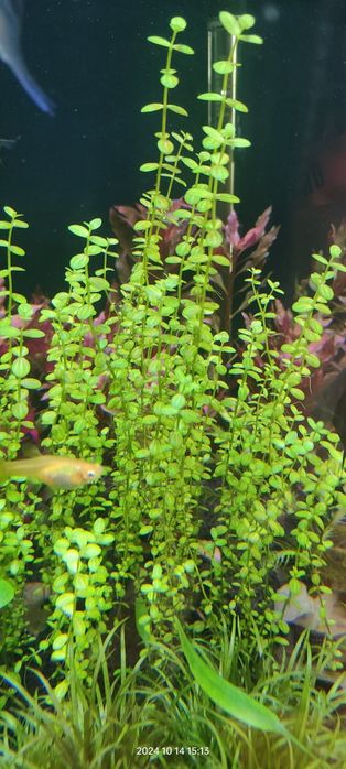 Micranthemum umbrosum