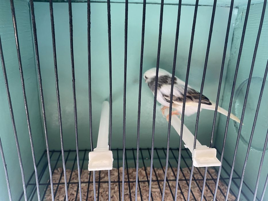 Canarios machos e femeas