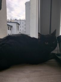 Czarny kotek od oddania