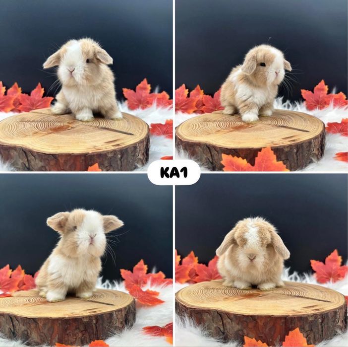 Kroliczek Mini Lop