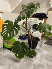 Kwiatek Monstera