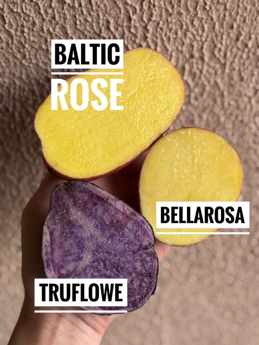 Ziemniaki odmiana Baltic Rose 1 zł/kg - możliwa dostawa