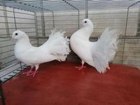 Pary gołębi Budapesztańskie białoloty oraz Pawie białe
