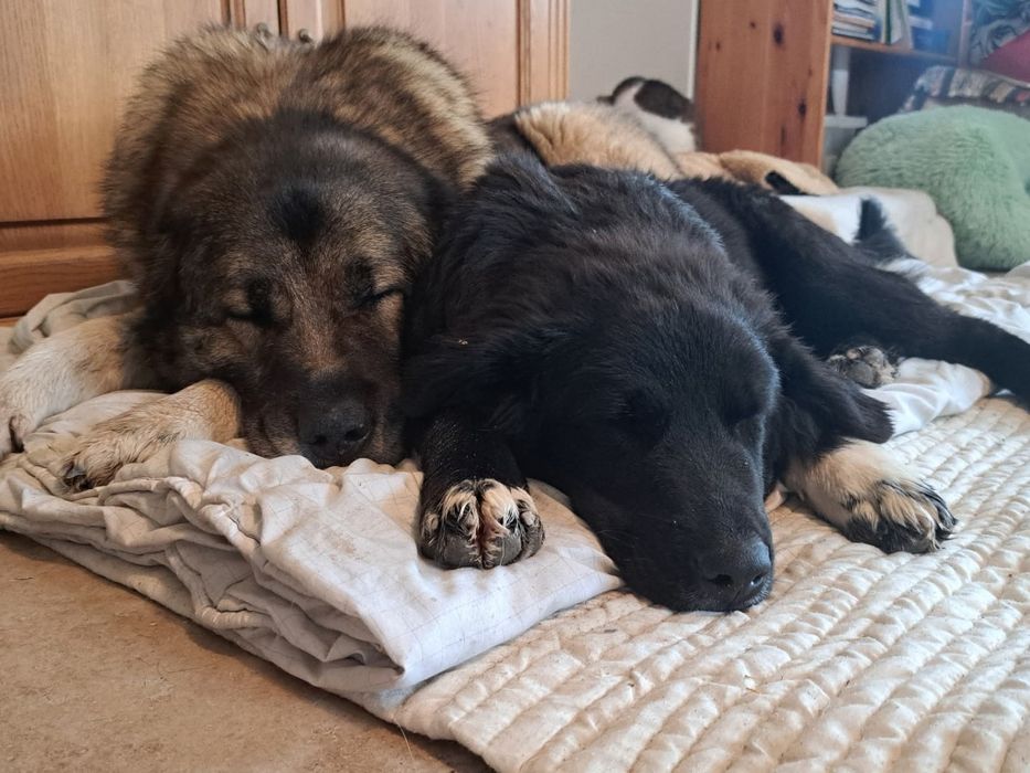 Bella- psie dziecko szuka domu