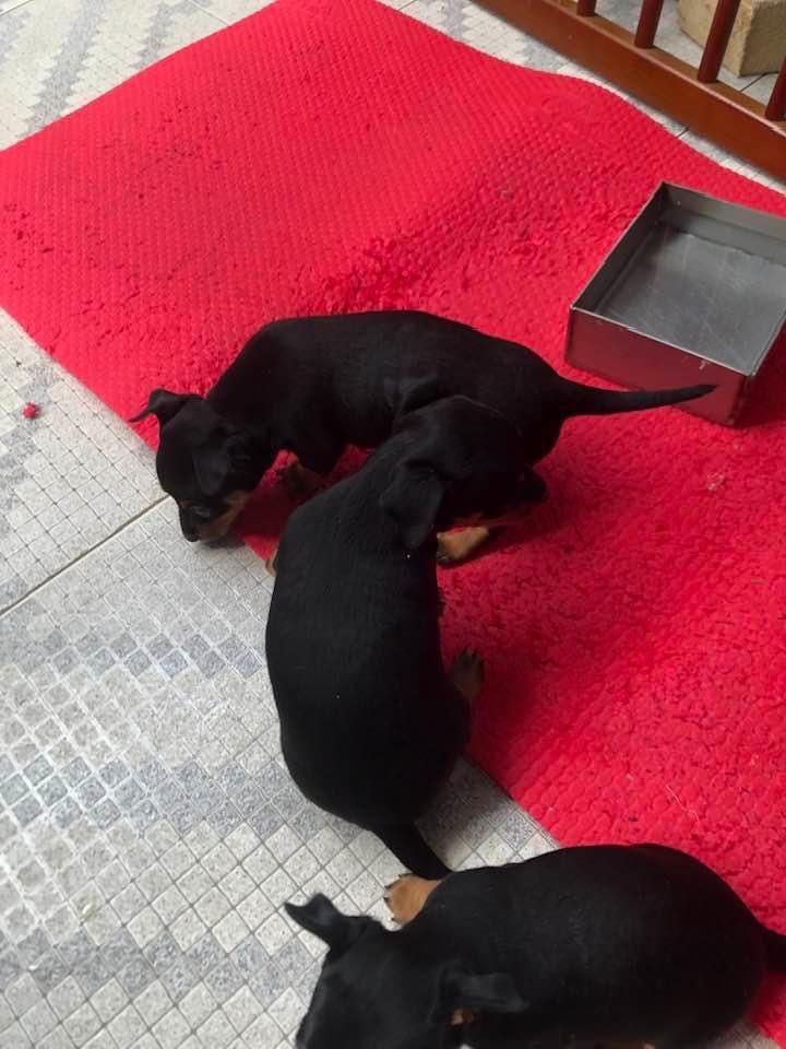 Três cães com mês e meio