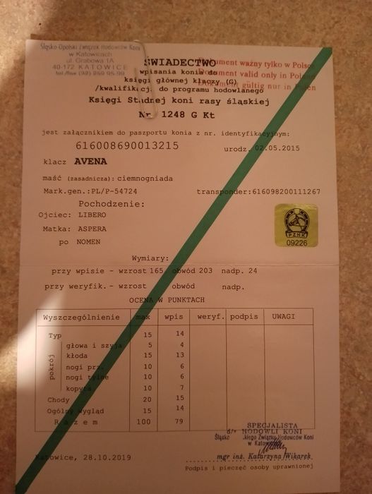 Klacz Śląska Pochodzenie