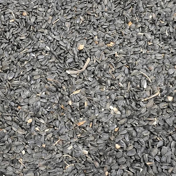 5kg Słonecznik czarny nie łuskany ziarno na zimę karmnik dla ptaków Ch