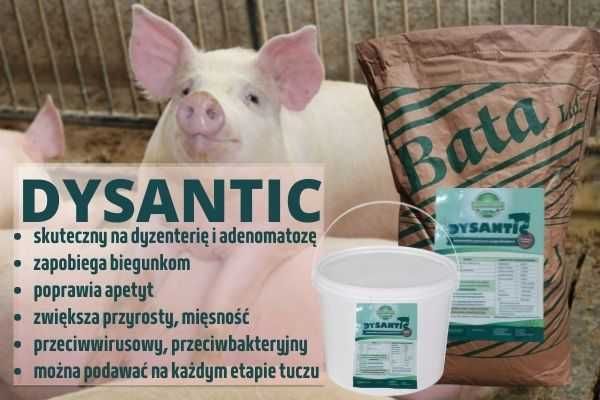 DYSANTIC - na dyzenterię, adenomatozę, biegunkę dla trzody, świń