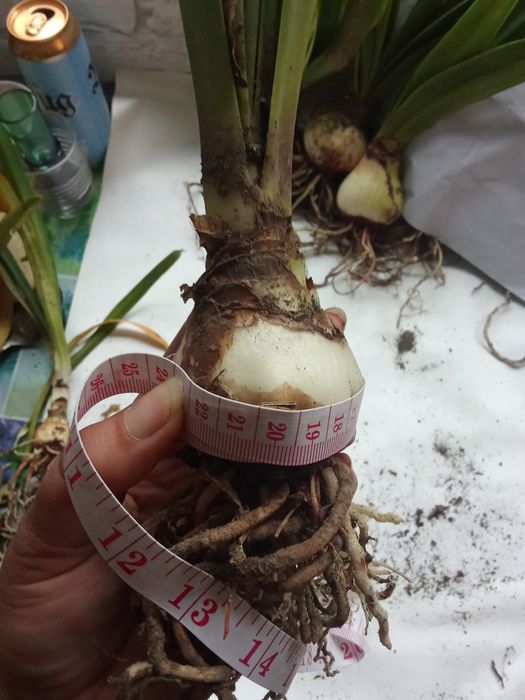 Кімнатні рослини (гіпеаструм, амариліс)