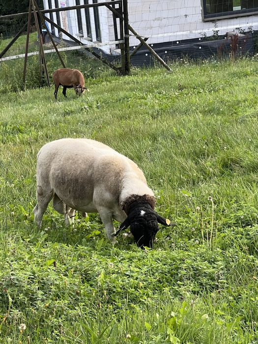 Owce Dorper Dorpery /Matki kotne