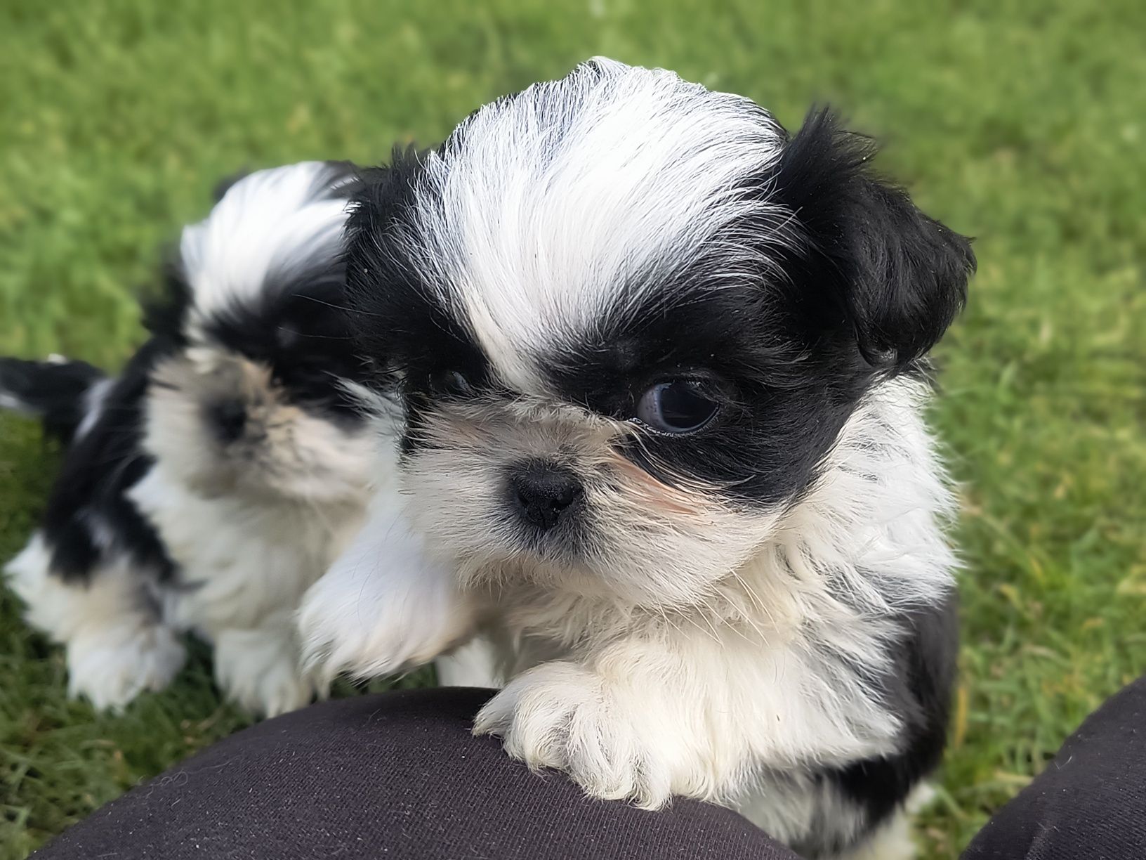 Shihtzu gotowy do odbioru