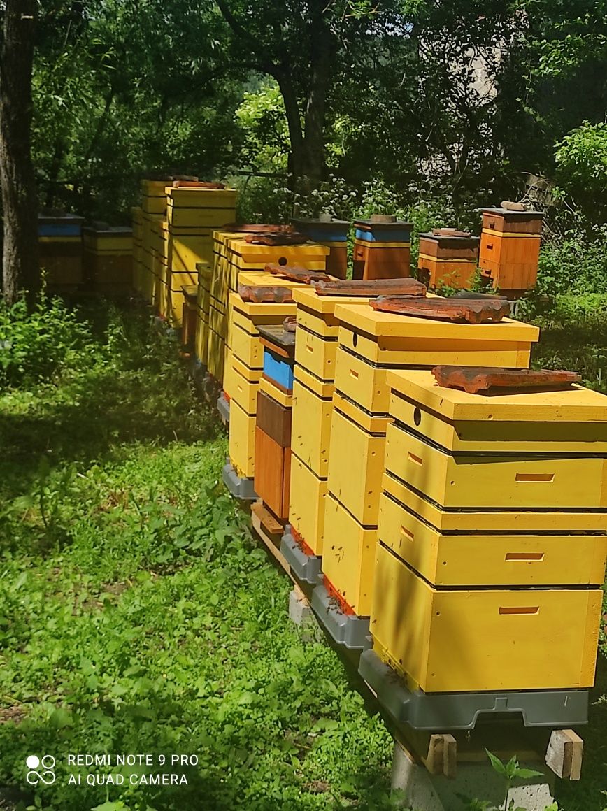 Zapylanie upraw przez pszczoły