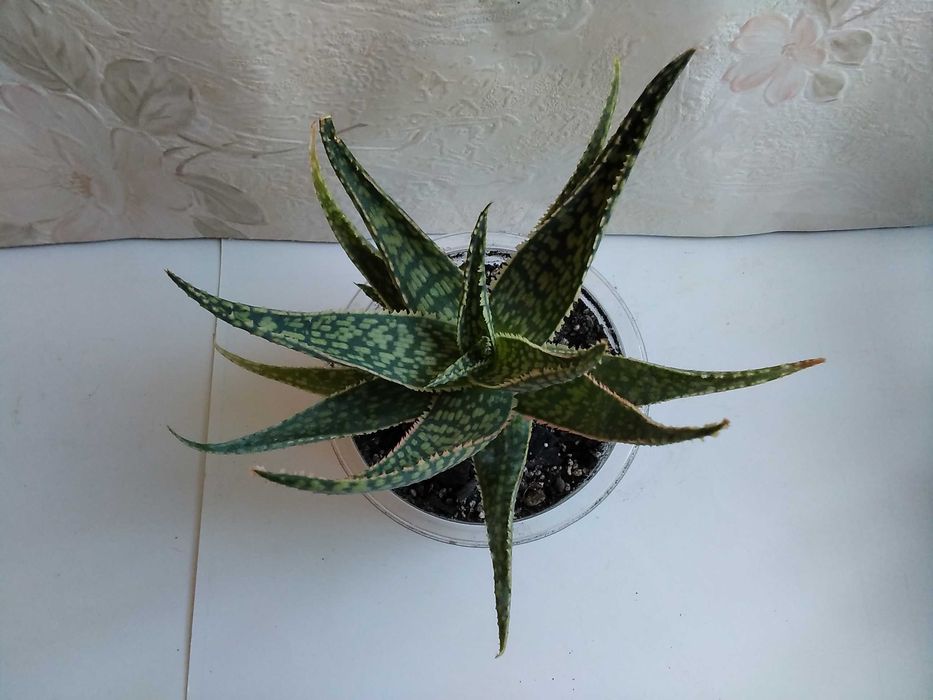 Алоэ Рауха алоe Rauhii