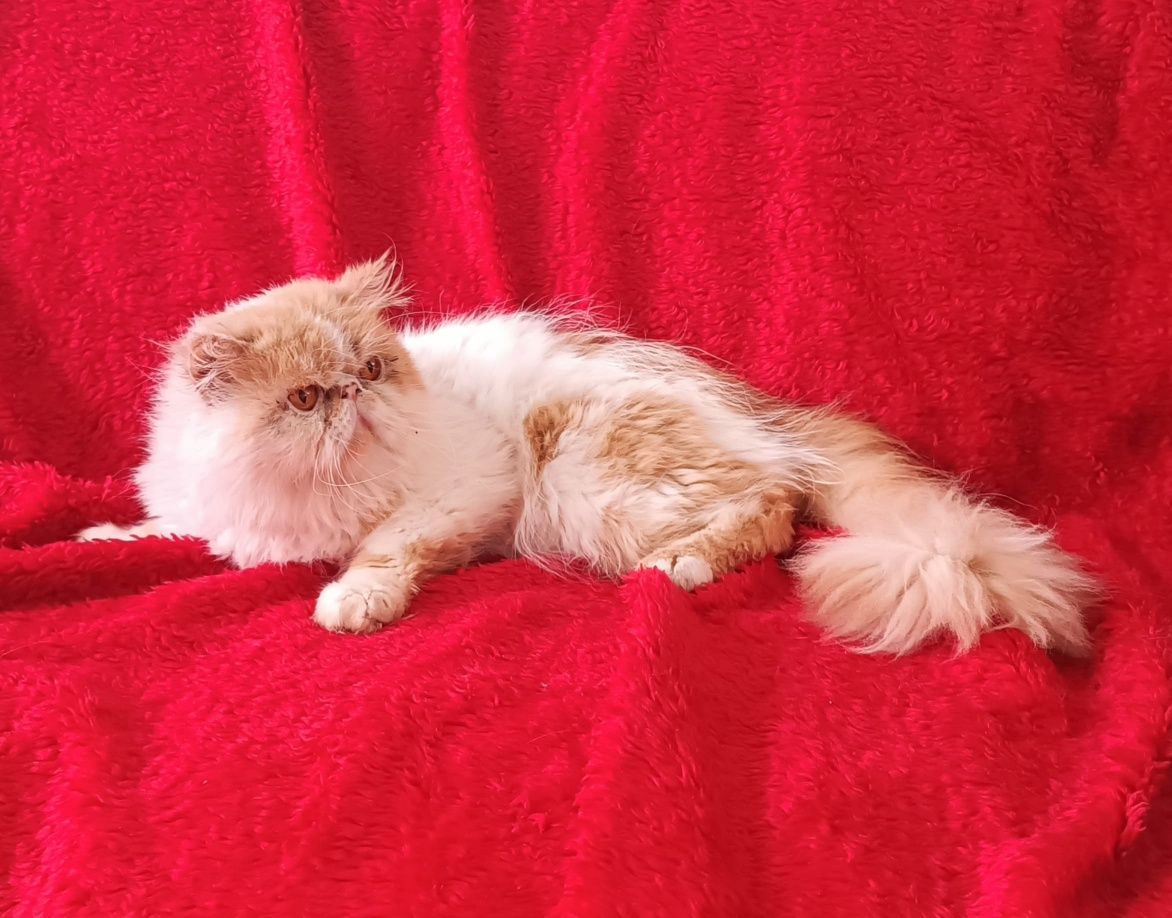 Vendo gato persa 2 anos