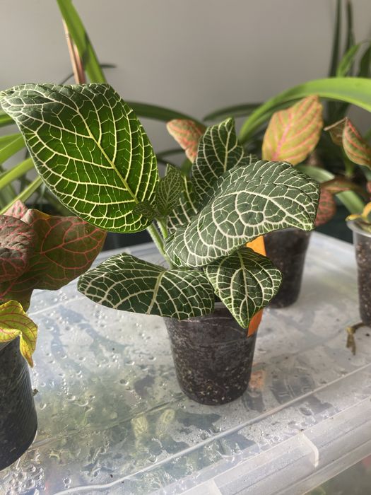 Фітонія фіттонія фитония