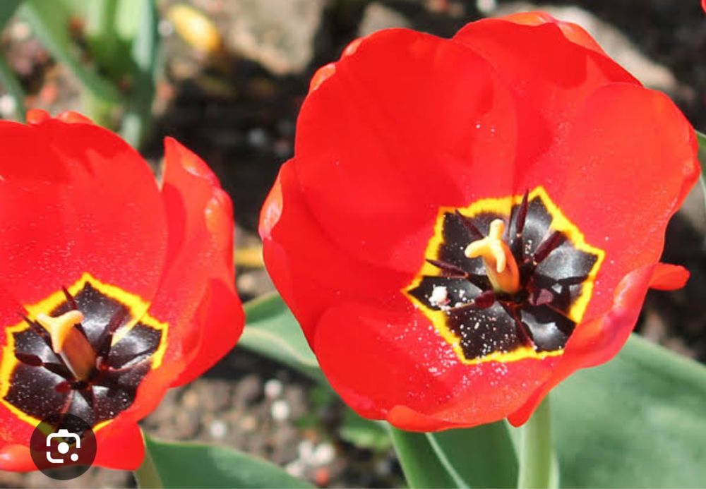 Дітка раннього червоного тюльпану