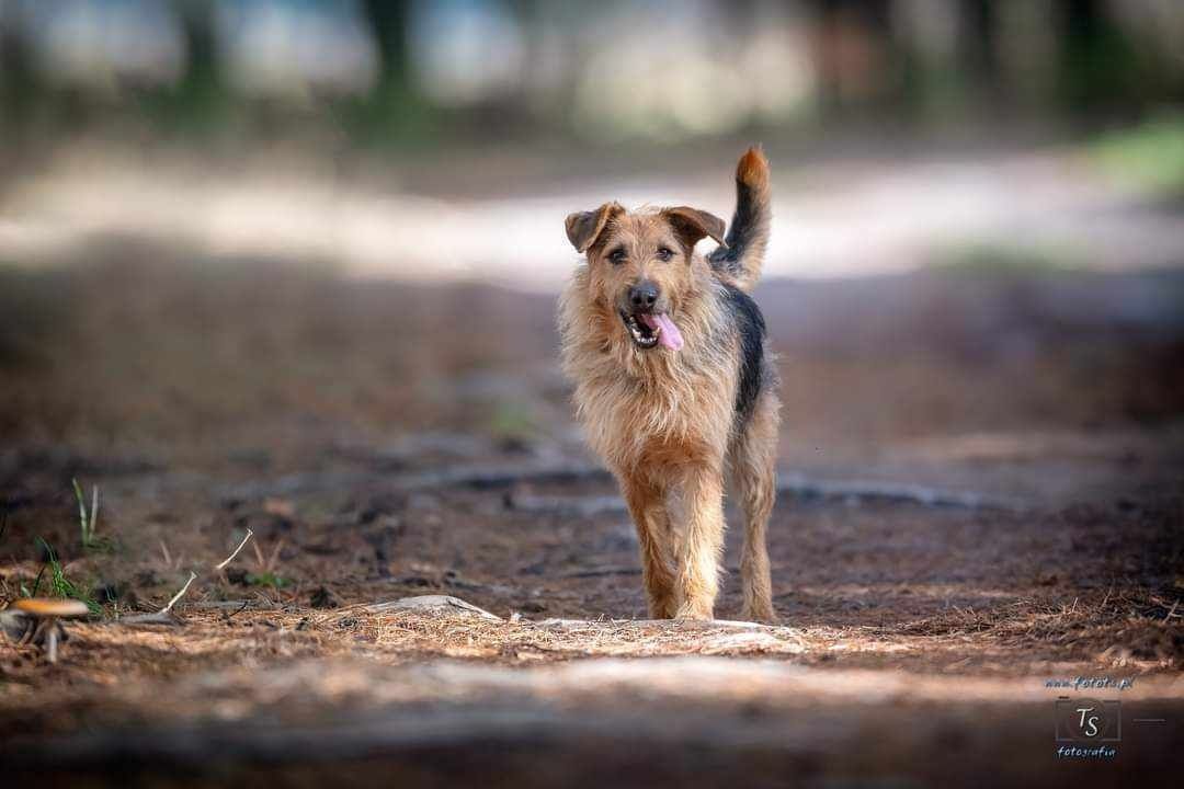 Biedny piesek szuka domu