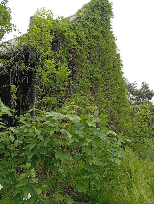 Sadzonki winobluszczu