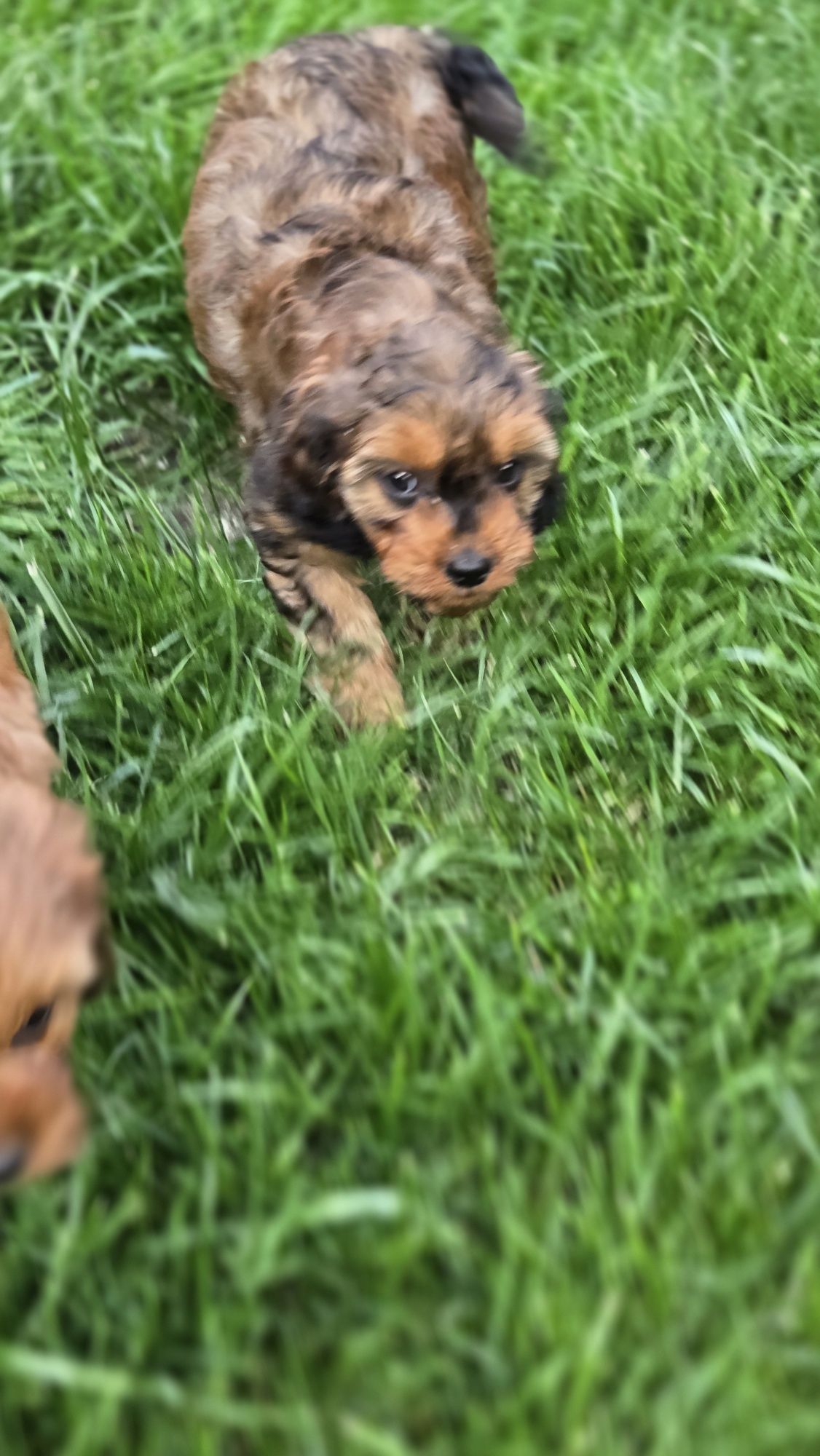 Cavapoo piesek F1 w extra cenie