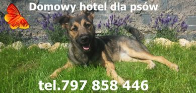 Domowy hotel dla psów opieka nad psem, hotel dla zwierząt petsitter