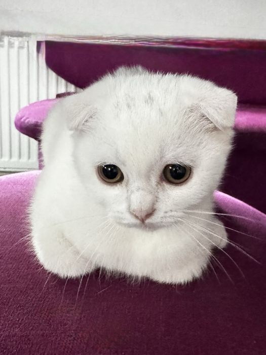 Очаровательные шотландские вислоухие котята ищут заботливых хозяев!